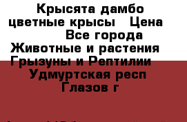 Крысята дамбо цветные крысы › Цена ­ 250 - Все города Животные и растения » Грызуны и Рептилии   . Удмуртская респ.,Глазов г.